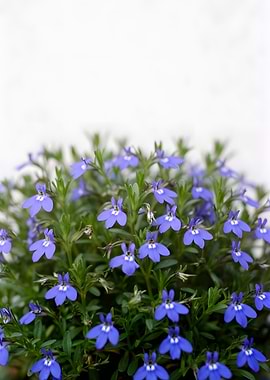 Blue Lobelia Flowers