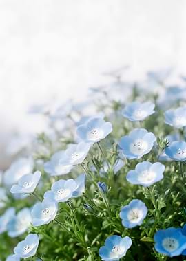 Delicate Blue Nemophila Flowers