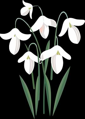 White Snowdrops with Green Stems