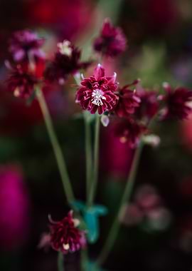 Close-up of a deep pink columbine flower