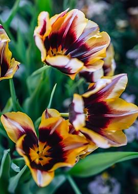 Variegated Tulips in Bloom