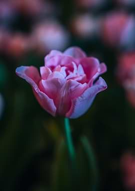 Pink Double Tulip Flower