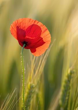 Single Red Poppy in Wheat Field