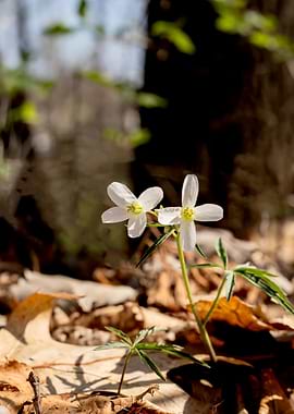 Delicate white wildflowers in a forest setting