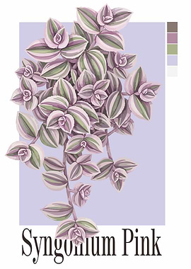 Syngonium Pink Plant Illustration