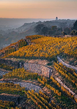 Vineyard Terraces at Sunset