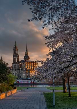 Dresden Cathedral at Sunrise with Cherry Blossoms