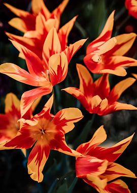 Fiery Orange and Yellow Tulips