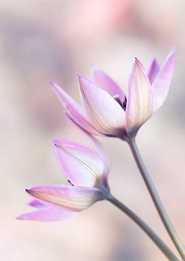 Delicate Pink Tulips