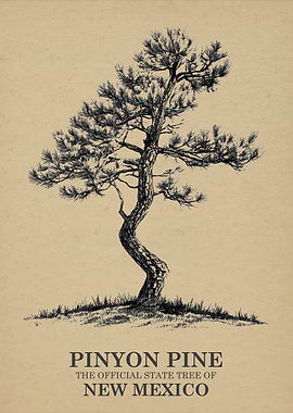 Pinyon Pine Official State Tree of New Mexico
