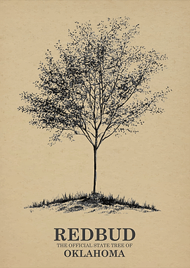 Redbud Tree of Oklahoma