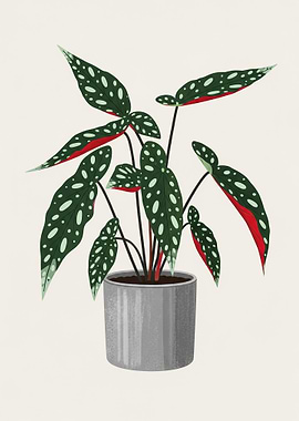 Begonia Maculata in a Pot