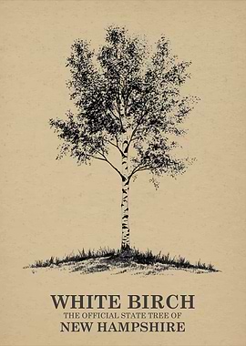 White Birch Tree Poster