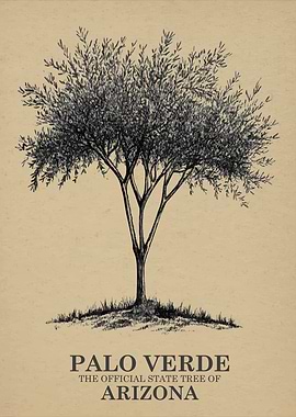 Palo Verde Arizona State Tree Illustration