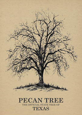 Pecan Tree Official State Tree of Texas
