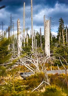 Dead Forest Under Stormy Sky