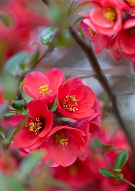 Close-up of Red Quince Blossoms