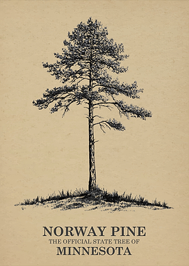 Norway Pine Minnesota State Tree