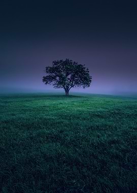 Solitary Tree in Foggy Field