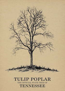 Tulip Poplar State Tree of Tennessee