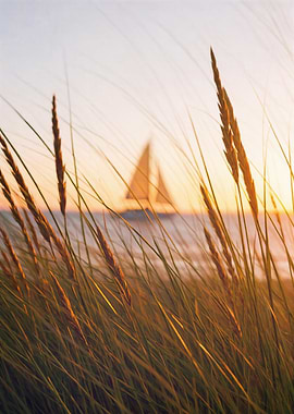Sailboat at Sunset Through Dune Grass