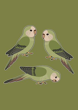Three Green Parrots Illustration