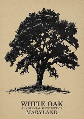 White Oak State Tree of Maryland