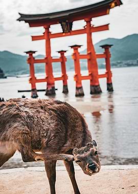 Deer scratching itself on Miyajima Island