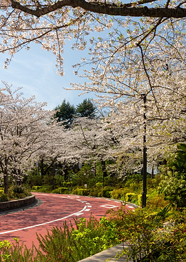 Cherry Blossoms Over a Scenic Path