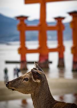 Deer in front of a Torii Gate on Miyajima Island