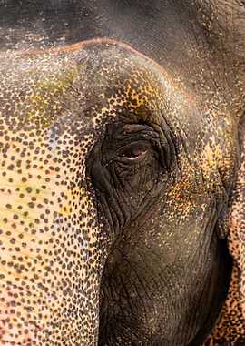 The Eye of the Gentle Giant