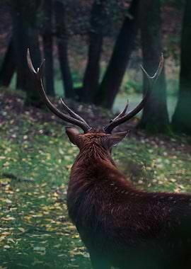 Deer with Antlers in Forest