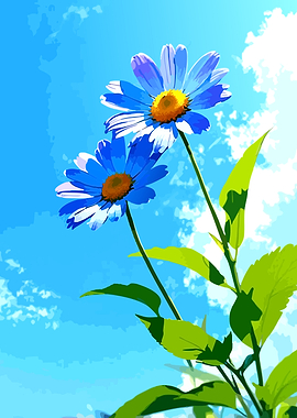 Blue Daisies Against a Sky
