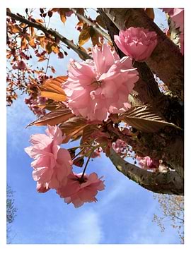 Pink Cherry Blossoms Against Blue Sky