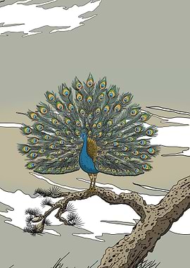 Peacock on a Pine Branch