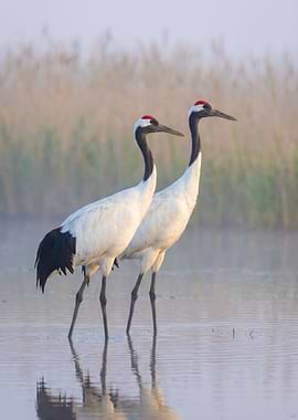 Two Red-crowned Cranes in Water