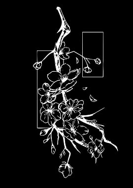 White Cherry Blossoms on Black Background