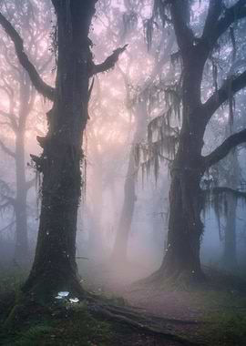 Misty Forest with Ancient Trees