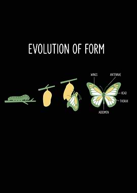 Butterfly Evolution Stages