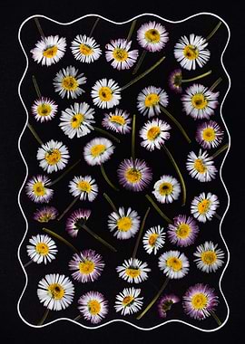 Pressed Daisies on Black Background