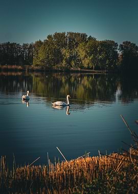 Two Swans on a Calm Lake