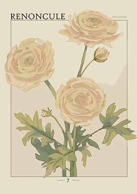 Pale Yellow Ranunculus Flowers