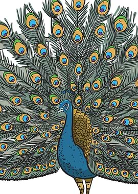 Peacock displaying its feathers