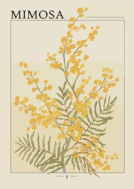 Mimosa Flower Illustration