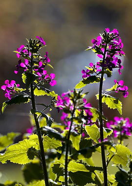 Purple Flowers in Sunlight