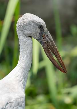 Close-up of a Stork's Head