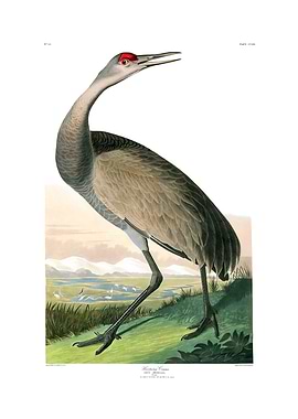The Birds of America - Hooping Crane