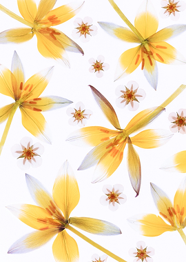 Pressed Yellow and White Flowers