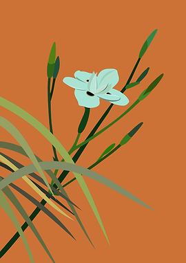 African Iris Minimalist Illustration