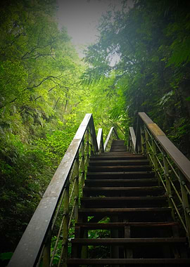 Wooden stairs in forest